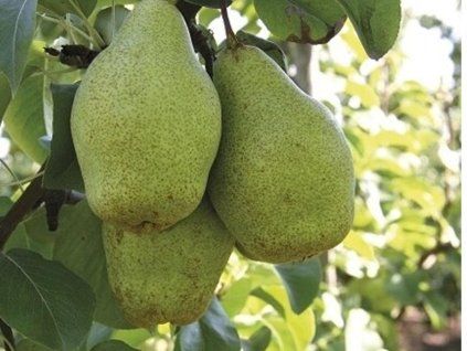 Hrušeň 'Nojabrskaja'  Pyrus communis 'Nojabrskaja'