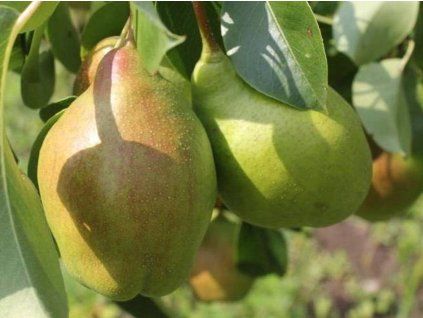 Hrušeň 'Pařížanka'  Pyrus communis 'Pařížanka'