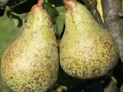 Hrušeň 'Vila'  Pyrus communis 'Vila'