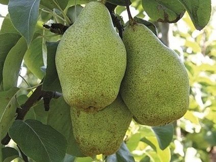 Hrušeň 'Xenia'  Pyrus communis 'Xenia'