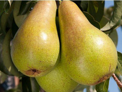 Hrušeň 'Concorde' - k sloupovitému zapěstování  Pyrus communis 'Concorde'