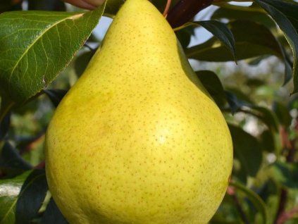 Hrušeň 'Condo' - k sloupovitému zapěstování  Pyrus communis 'Condo'