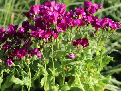 Huseník kavkazský  'Little Treasure Deep Rose' - Arabis caucasica 'Little Treasure Deep Rose'  Arabis caucasica 'Little Treasure Deep Rose'