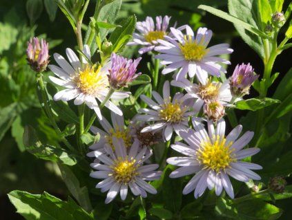 Hvězdnice 'Stardust' - Aster ageratoides 'Stardust'  Aster ageratoides 'Stardust'
