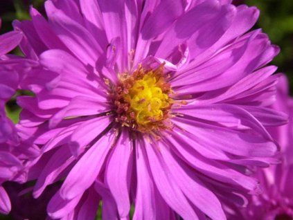 Hvězdnice křovitá 'Kassel' - Aster dumosus 'Kassel'  Aster dumosus 'Kassel'