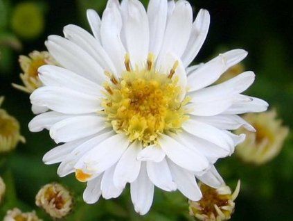 Hvězdnice křovitá 'Schneezicklein' - Aster dumosus 'Schneezicklein'  Aster dumosus 'Schneezicklein'