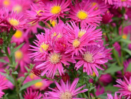Hvězdnice novobelgická 'Crimson Brocado' - Aster novi-belgii 'Crimson Brocado'  Aster novi-belgii 'Crimson Brocado'