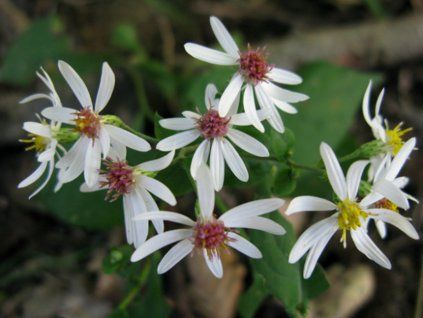 Hvězdnice rozkladitá - Aster divaricatus  Aster divaricatus
