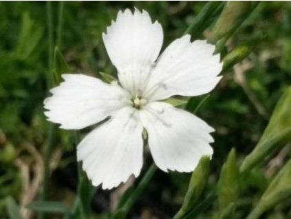 albiflorus