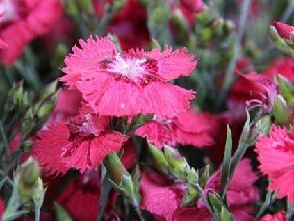deep rose h
