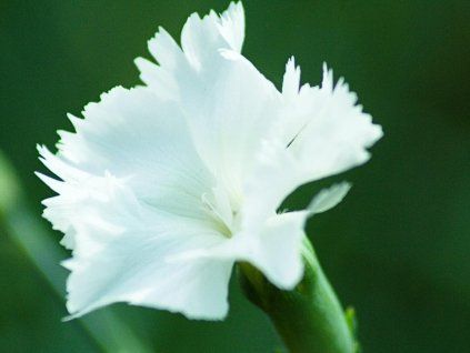 double white h
