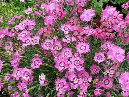 grandiflorus