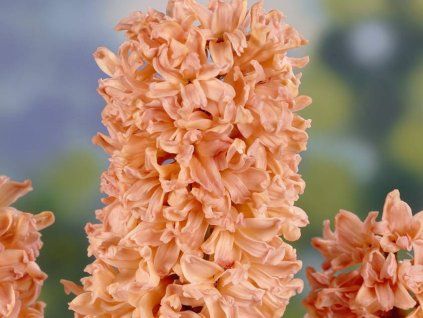 Hyacint 'Gipsy Queen' (Balení cibule 14/15 - 5 ks)