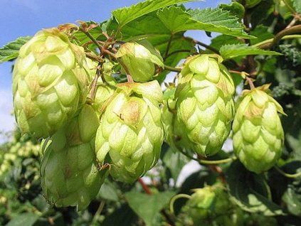Chmel otáčivý 'Aureus'  Humulus lupulus 'Aureus'