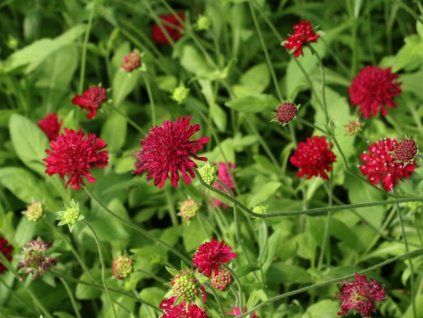 Chrastavec makedonský 'Red Knight' - Knautia macedonica 'Red Knight'  Knautia macedonica 'Red Knight'