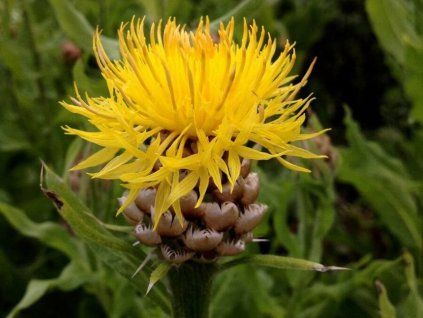 Chrpa žlutokvětá - Centaurea macrocephala  Centaurea macrocephala