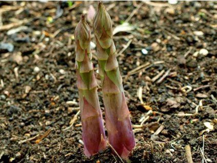 Chřest 'Gijnlim'  Asparagus 'Gijnlim'