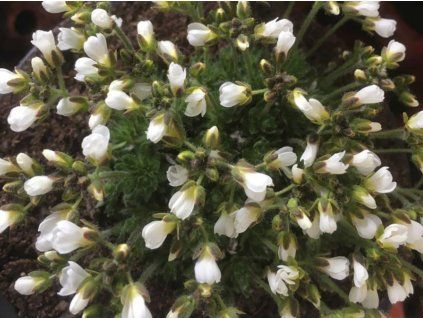 Chudina suendermannii - Draba suendermannii  Drabasuendermannii