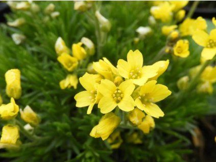 draba2