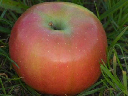 Jabloň 'Čistecké Lahůdkové'  Malus domestica 'Čistecké lahůdkové'