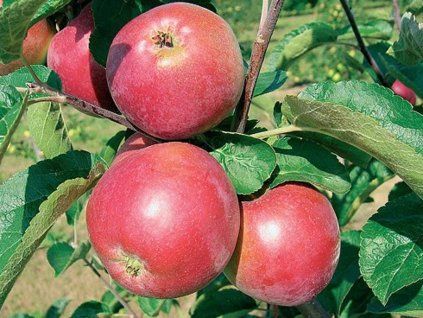 Jabloň 'Ametyst'  Malus domestica 'Ametyst'