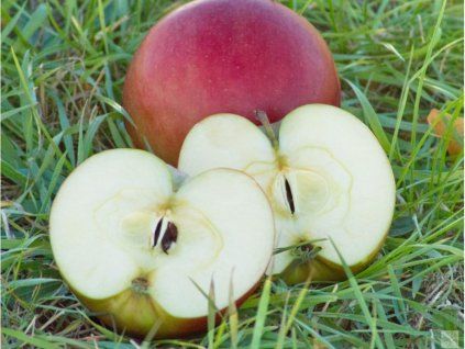 Jabloň 'Aneta'  Malus domestica 'Aneta'