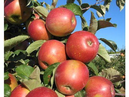 Jabloň 'Angold'  Malus domestica 'Angold'