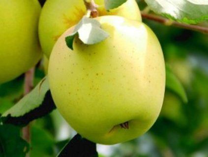 Jabloň 'Antonovka'  Malus domestica 'Antonovka'