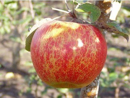 Jabloň 'Ariwa'  Malus domestica 'Ariwa'