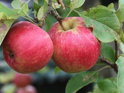 Jabloň 'Astramel'  Malus domestica ' Astramel'