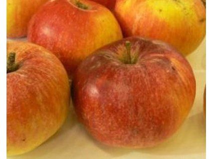 Jabloň 'Baumanova Reneta'  Malus domestica 'Baumanova Reneta'