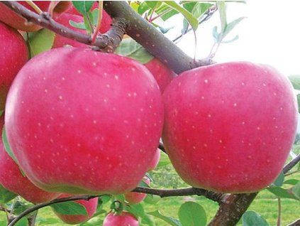 Jabloň 'Blaník'  Malus domestica 'Blaník'