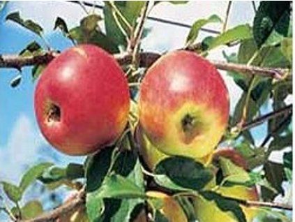 Jabloň 'Dalily Ambassy'  Malus domestica 'Dalily Ambassy'