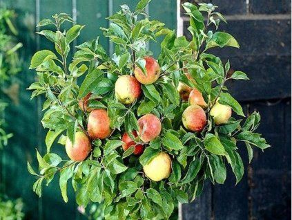 Jabloň zakrslá 'Delegrina'  Malus domestica 'Delegrina'