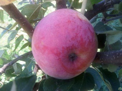 Jabloň 'Delikates'  Malus domestica 'Delikates'