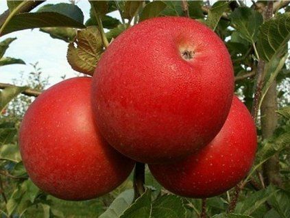Jabloň 'Dolores'  Malus domestica 'Dolores'