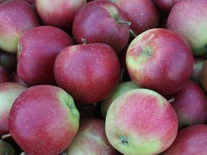 Jabloň 'Elise'  Malus domestica 'Elise'