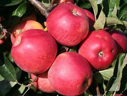 Jabloň 'Gala Mitchgla'  Malus domestica 'Gala Mitchgla'