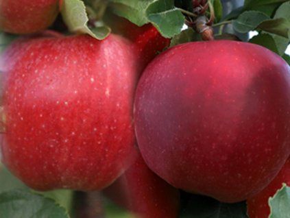 Jabloň 'Gala Zuzi'  Malus domestica 'Gala Zuzi'