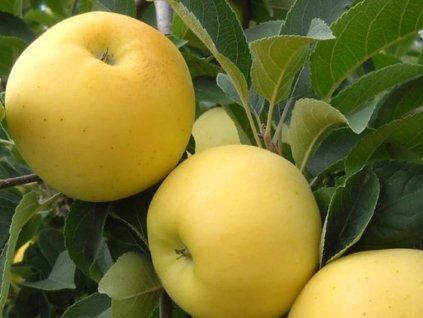 Jabloň zakrslá 'Garden Gold'  Malus domestica 'Garden Gold'