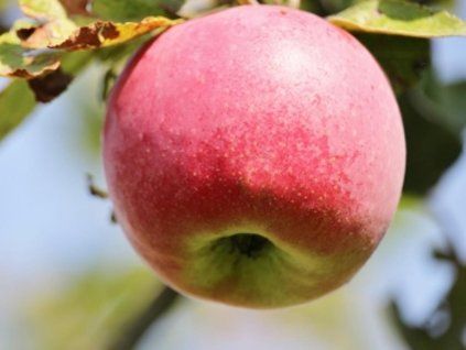 Jabloň 'Gascoyneho Šarlatové'  Malus domestica 'Gascoyneho Šarlatové'