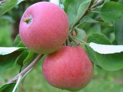 Jabloň 'Geneva Early'  Malus domestica 'Geneva Early'