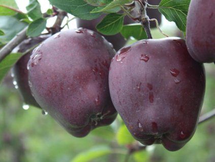 Jabloň 'Red Delicious Redcup'  Malus domestica 'Red Delicious Redcup'