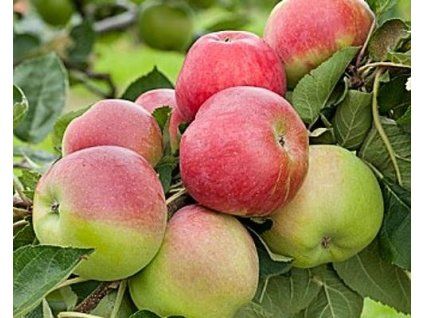 Jabloň sloupovitá 'Charlotte'  Malus domestica 'Charlotte'