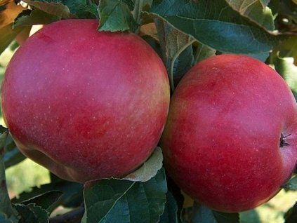 Jabloň 'Idared'  Malus domestica 'Idared'
