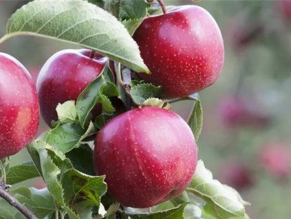 Jabloň 'James Grieve Red'  Malus domestica 'James Grieve Red'