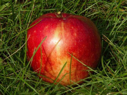 Jabloň 'James Grieve'  Malus domestica 'James Grieve'