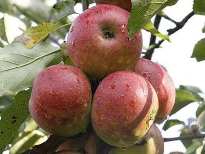 Jabloň 'Jarka'  Malus domestica 'Jarka'