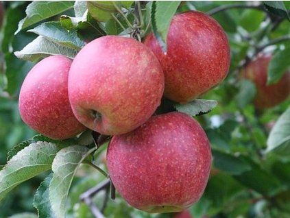 Jabloň 'Jonagored Supra'  Malus domestica 'Jonagored Supra'