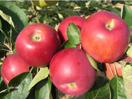 Jabloň 'Julie'  Malus domestica 'Julie'